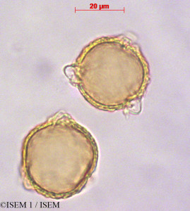 ISEM 1/Acaena_argentea_29122/Acaena_argentea_29122_0001(copy)_thumb.jpg